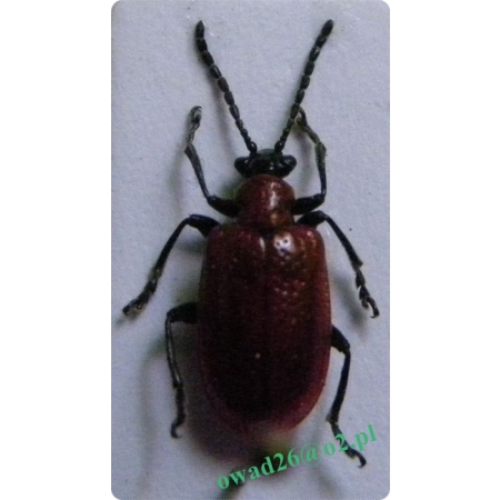 Lilioceris lilii (Scopoli, 1763) Poskrzypka liliowa